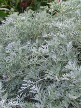 Artemisia Powis Castle