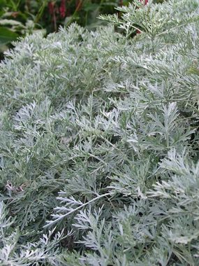 Dense mounds of lacy foliage.