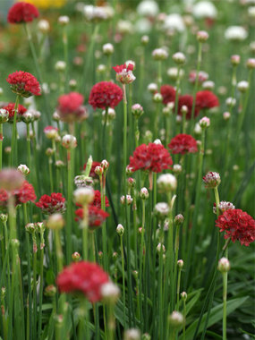 Rose red flowers