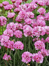 Armeria Rubrifolia