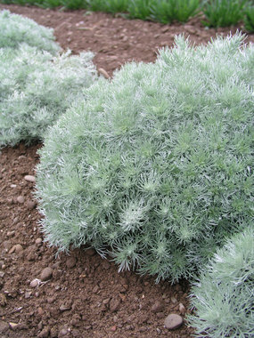 The well known silver edger and accent plant