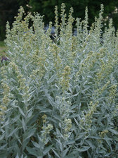 Artemisia Valerie Finnis