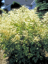 Aruncus Zweiweltenkind