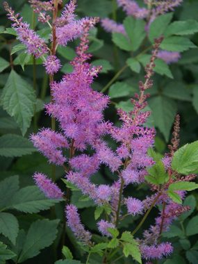 Strong lavender plumes over ferny foliage