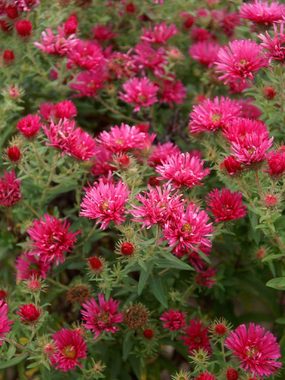 Warm red-pink. Stately plants with masses of flowers