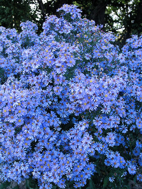 Deep sky blue blooms