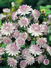 Astrantia Buckland