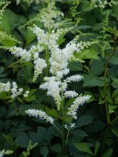 Astilbe Bridal Veil