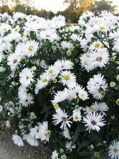 Aster Bonningdale White