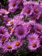 Aster Pink Dome