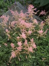 Astilbe Graafland