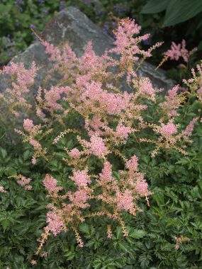 Dwarf rose pink