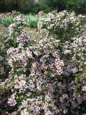 Dark mahogany foliage showcases hundreds of mini flowers