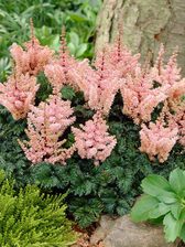 Astilbe Lilliput