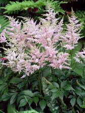 Astilbe Peach Blossom