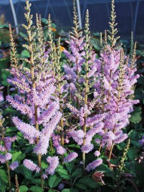 A nice dwarf lavender plume. In large pots