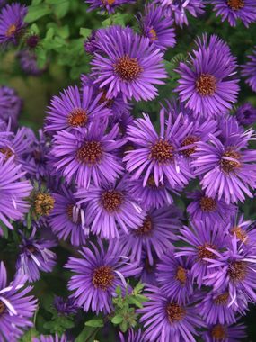 Compact and free flowering. A stunning deep purple
