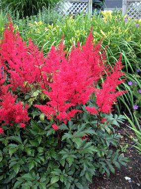 Bright scarlet plumes