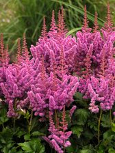 Astilbe Visions