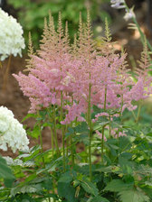 Astilbe Visions in Pink
