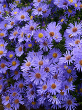 Aster Woods Blue