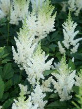 Astilbe White Gloria