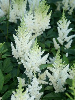 White plumes with rich bronze foliage.