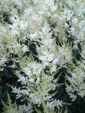 Fluffy plumes of white blushed with pink.