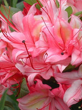 Azalea Lollipop