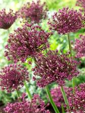 Allium Atropurpureum