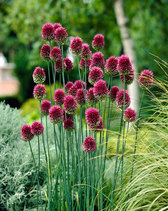 Allium Drumsticks