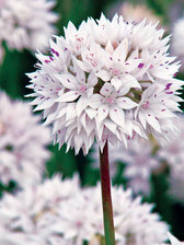Allium Graceful