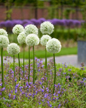 Allium Mount Everest