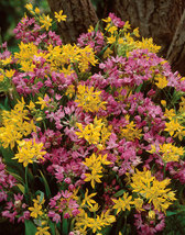 Allium Mix