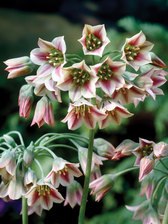 Allium nectaroscordum