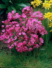 Allium ostrowskianum