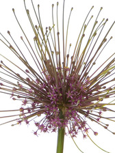 Allium Schubertii