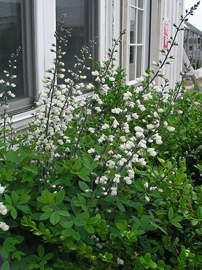 White soft lupine-like flowers from late spring into summer.