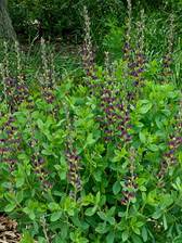 Baptisia Twilite