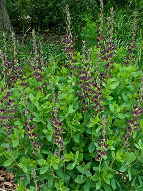 A stunning new bi-color addition, purple flowers with a yellow keel.