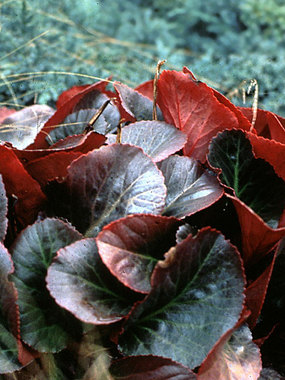 Rosy-red flowers early. Glossy green leaves turn maroon