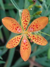 Belamcanda Chinensis
