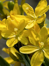 Belamcanda Hello Yellow
