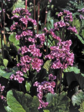 Carmine red blooms with evergreen leaves