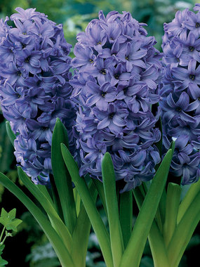 Extremely fragrant spring bloomers. Bright porcelain blue. 4 bulbs