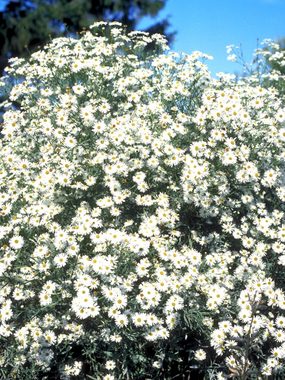 White flowers. Masses of star-like flowers late into the season