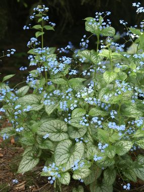Heavily frosted and veined leaves. Blue flowers in spring