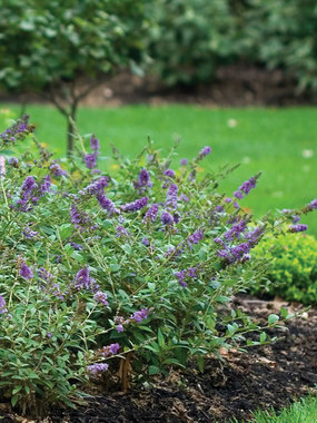 SHRUB.  New miniature Butterfly bush, Lo &amp; Behold Series.