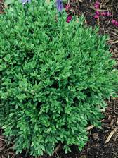 Buxus Chicagoland Green