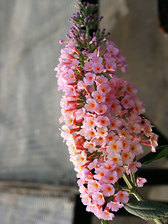 Buddleia Peach Cobbler Grande